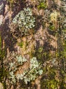 Lichens and moss on tree trunk Royalty Free Stock Photo