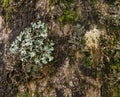 Lichens and moss on tree trunk Royalty Free Stock Photo