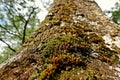 Lichens, mosses and flora in natural rain forest