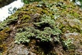 Lichens, mosses and flora in natural rain forest