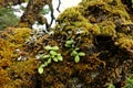 Lichens, mosses and flora in natural rain forest