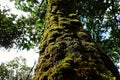 Lichens, mosses and flora in natural rain forest