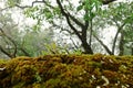 Lichens, mosses and flora in natural rain forest