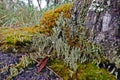 Lichens, mosses and flora in natural rain forest