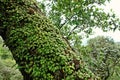 Lichens, mosses and flora in natural rain forest