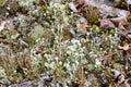 Lichens and mosses in a small area. Pripoda Karelia, Russia Royalty Free Stock Photo