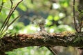 Lichens in nature on the branches. Royalty Free Stock Photo