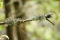 Lichens in nature on the branches. Royalty Free Stock Photo