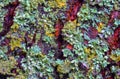 Lichens overgrown tree trunk, symbiosis of fungus and algae, indicator species