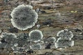 Lichens on rock