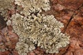 Lichens on rock Royalty Free Stock Photo