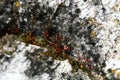 Lichens on rock macro backgrounds wallpapers high quality resolution fine art prints