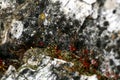 Lichens on rock macro backgrounds wallpapers high quality resolution fine art prints