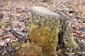 Lichens in Schmidt Woods