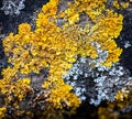 Lichens on stone Royalty Free Stock Photo