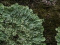 Lichens are symbiotic fungi. They are able to grow on the tree