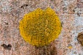 Lichens are symbiotic fungi