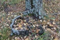 Lichens on a tree in autumn Royalty Free Stock Photo