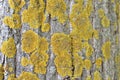 Lichens on tree bark