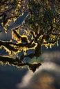 Lichens tree branches in the Montane cloud forest of the Horton Plains backlit morning light