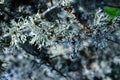Lichens on tree branches in a valley near the ancient volcano Karadag Royalty Free Stock Photo