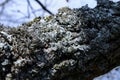 Lichens on tree branches in a valley near the ancient volcano Karadag Royalty Free Stock Photo