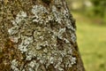 Lichens on a tree