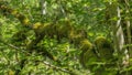 Lichens on a tree, jungle, moss-covered