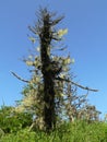 Lichens on a tree on Shikotan, Russia