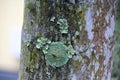 Lichens on Tree Trunk