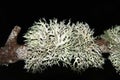 Lichens Usnea longissima