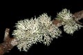 Lichens Usnea longissima