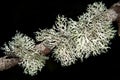 Lichens Usnea longissima