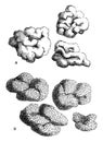 Lichens vintage illustration