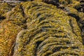 Lichens on wavy cold Lava Royalty Free Stock Photo