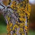 licheny and moss on the bark of a tree Royalty Free Stock Photo