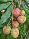 Lichi fruit