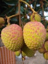 lichi Royalty Free Stock Photo