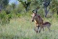 Lichtenstein's hartebeest (Alcelaphus lichtensteinii)