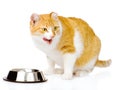 Licked cat near Cat Bowls. on white background Royalty Free Stock Photo