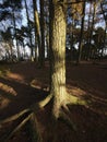 Lickey hills Royalty Free Stock Photo