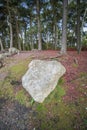 lickey hills country park