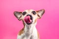 Licking cute dog on pink background. Hungry face. Want delicious pet food. Tasty lanch time Royalty Free Stock Photo