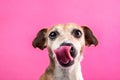 Licking dog portrait on pink background. Royalty Free Stock Photo