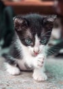 Licking front foot little cute kitten