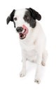 Adorable white dog licking on white background looking at camera.