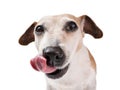 licking hungry funny dos face. Big nose tongue out. Royalty Free Stock Photo