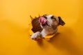 Licking jack russell terrier comes out of a paper orange background tearing it.