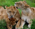 Licking lions