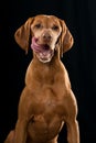 Licking Magyar Viszla dog sitting on black background Royalty Free Stock Photo